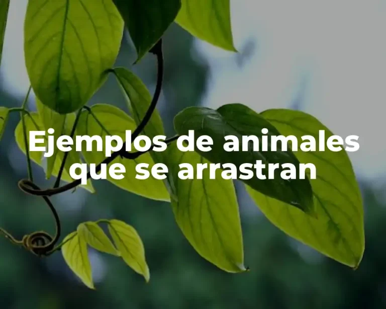 Ejemplos de animales que se arrastran