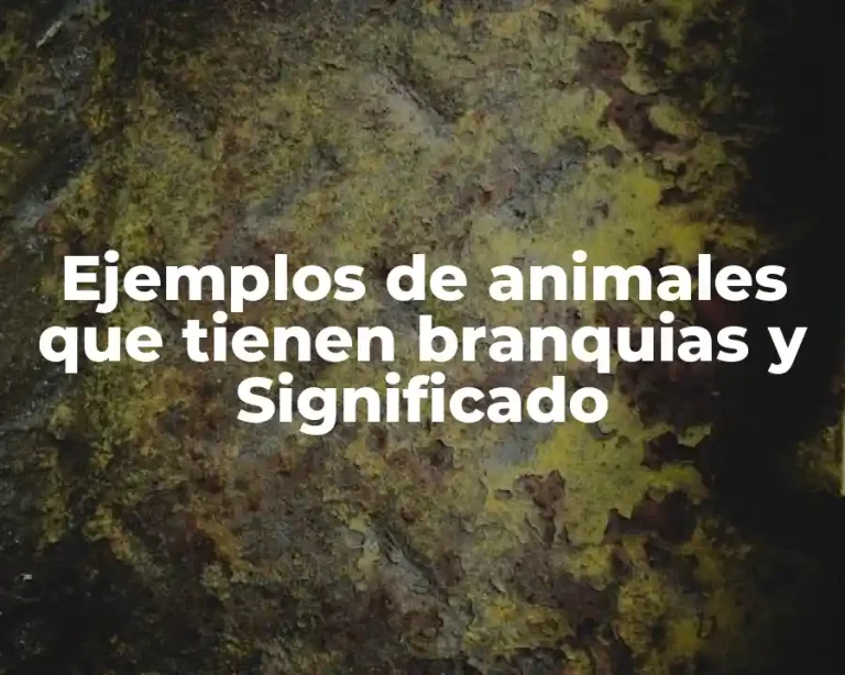Ejemplos de animales que tienen branquias y Significado