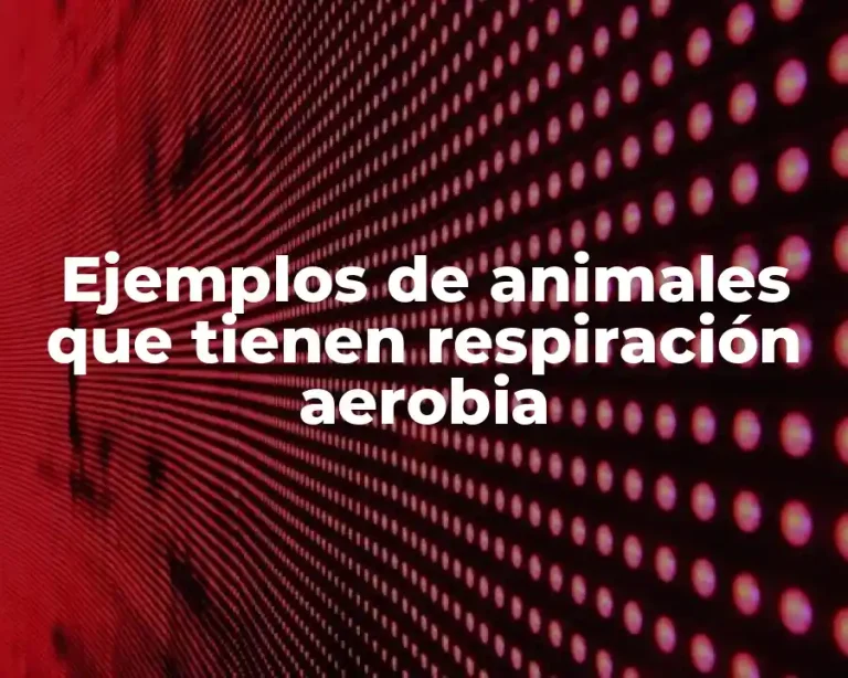 Ejemplos de animales que tienen respiración aerobia