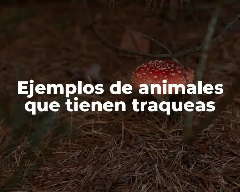 Ejemplos de animales que tienen traqueas