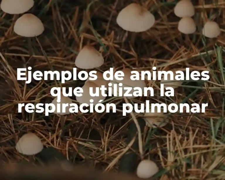 Ejemplos de animales que utilizan la respiración pulmonar
