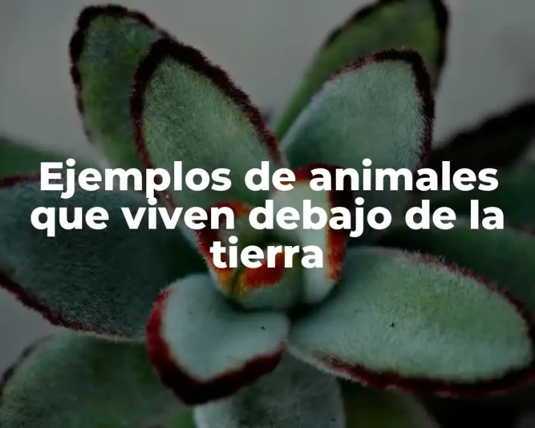 Ejemplos de animales que viven debajo de la tierra