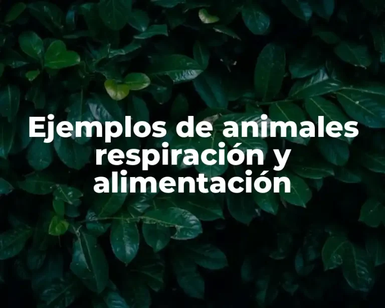 Ejemplos de animales respiración y alimentación