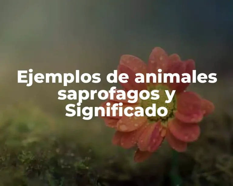 Ejemplos de animales saprofagos y Significado