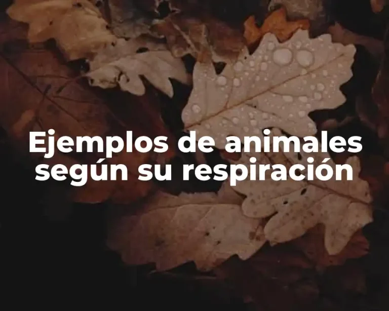 Ejemplos de animales según su respiración