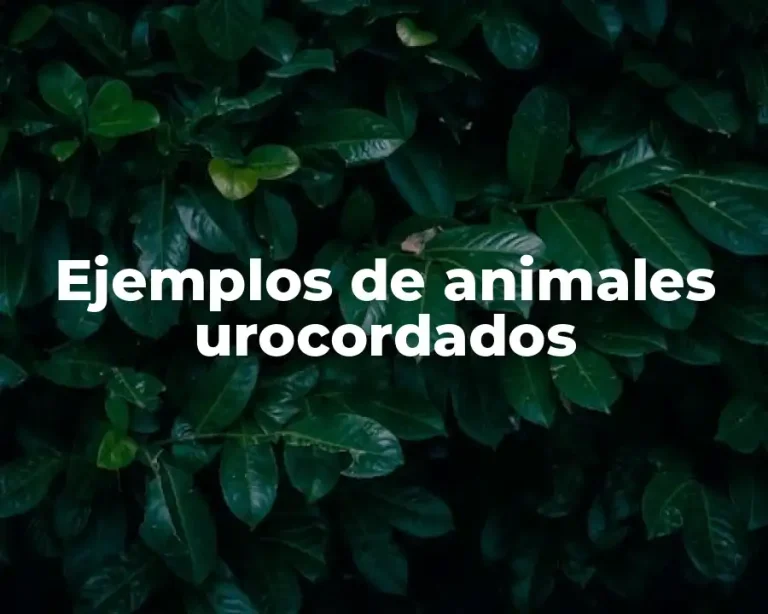 Ejemplos de animales urocordados