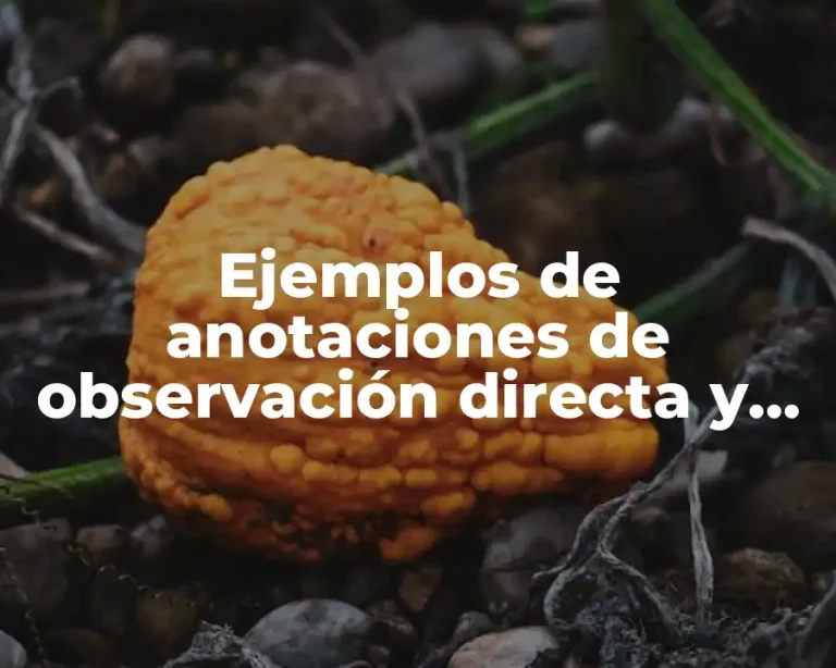 Ejemplos de anotaciones de observación directa y Significado