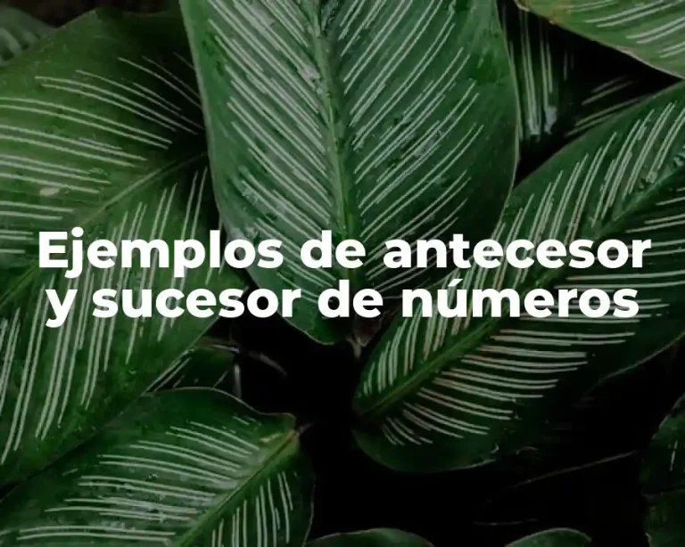 Ejemplos de antecesor y sucesor de números