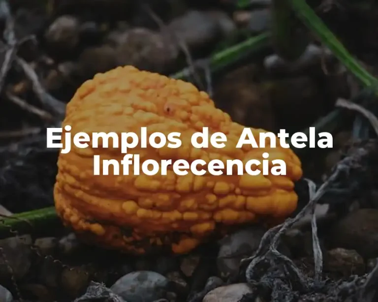 Ejemplos de Antela Inflorecencia
