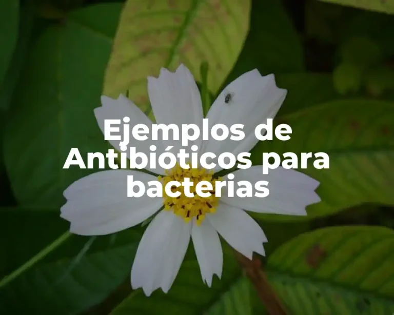 Ejemplos de Antibióticos para bacterias