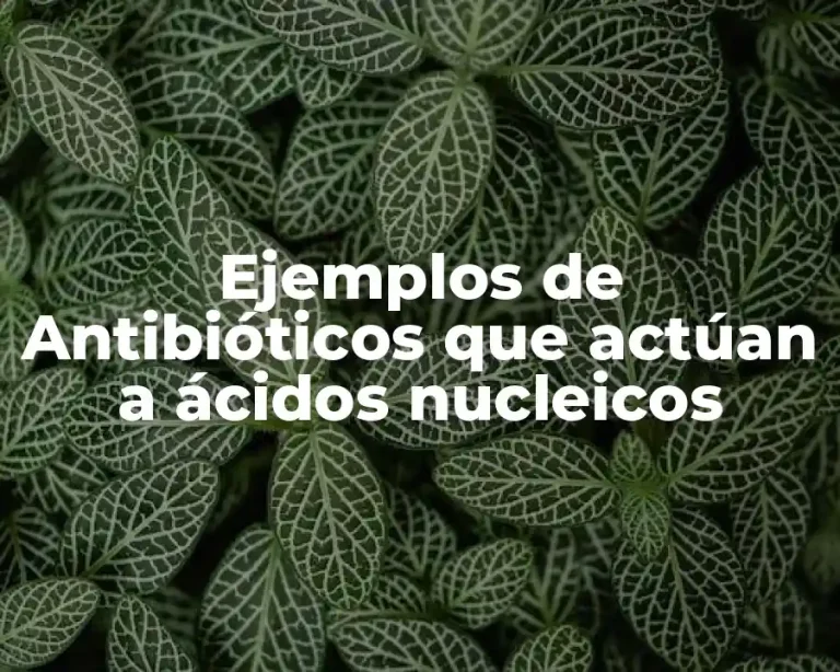 Ejemplos de Antibióticos que actúan a ácidos nucleicos
