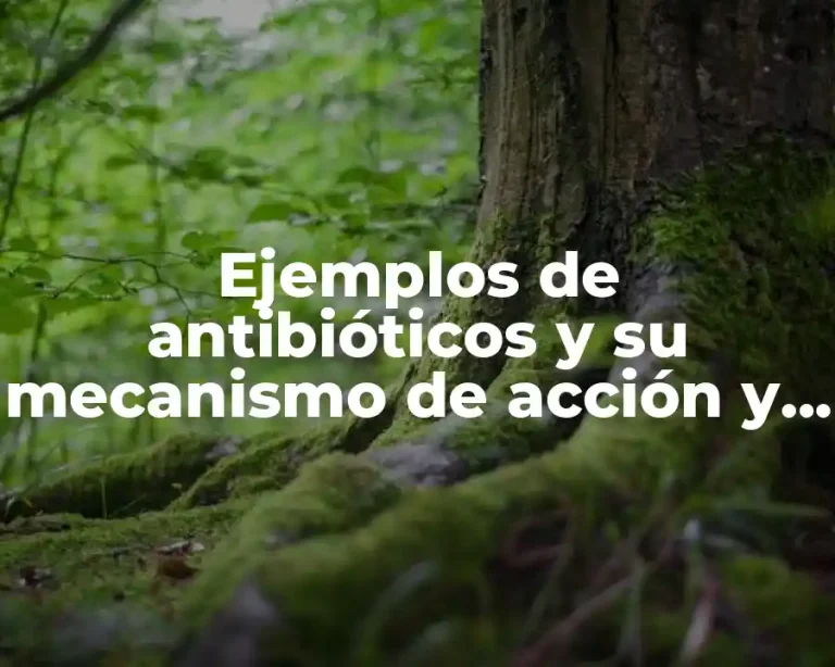Ejemplos de antibióticos y su mecanismo de acción y Significado