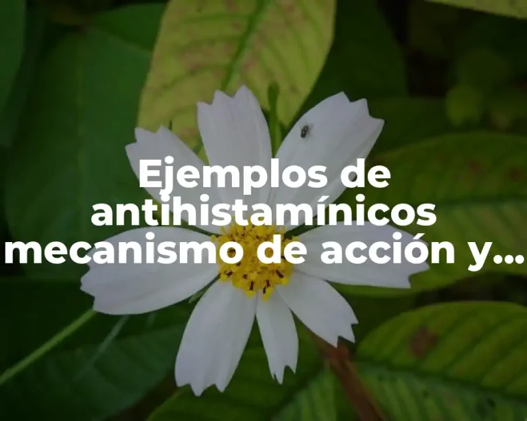 Ejemplos de antihistamínicos mecanismo de acción y Significado