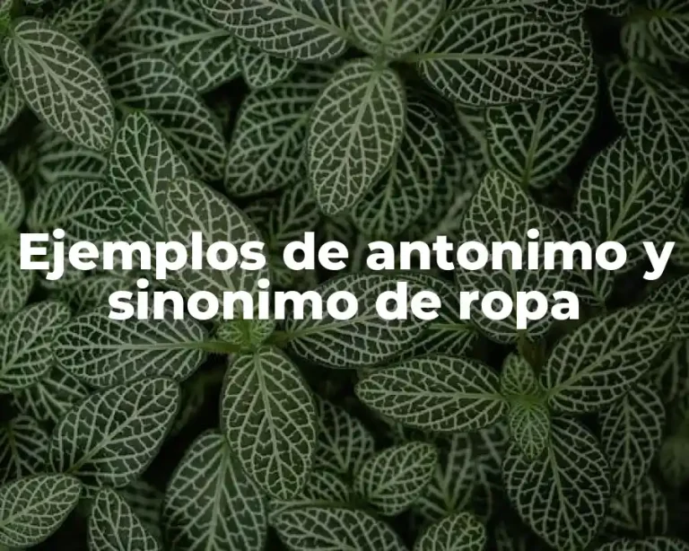 Ejemplos de antonimo y sinonimo de ropa