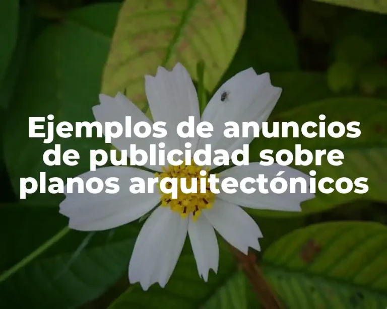 Ejemplos de anuncios de publicidad sobre planos arquitectónicos