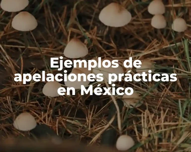 Ejemplos de apelaciones prácticas en México