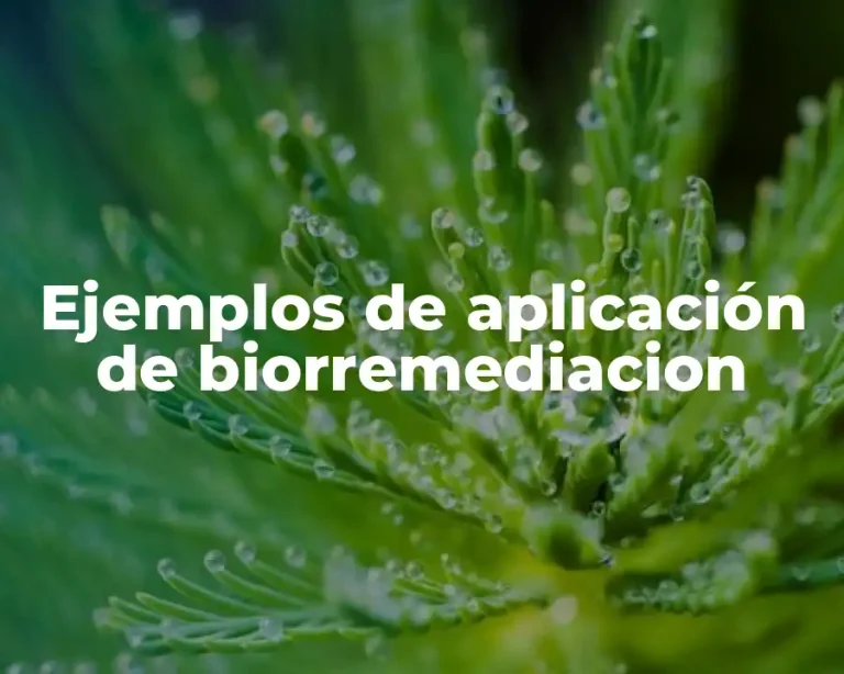 Ejemplos de aplicación de biorremediacion