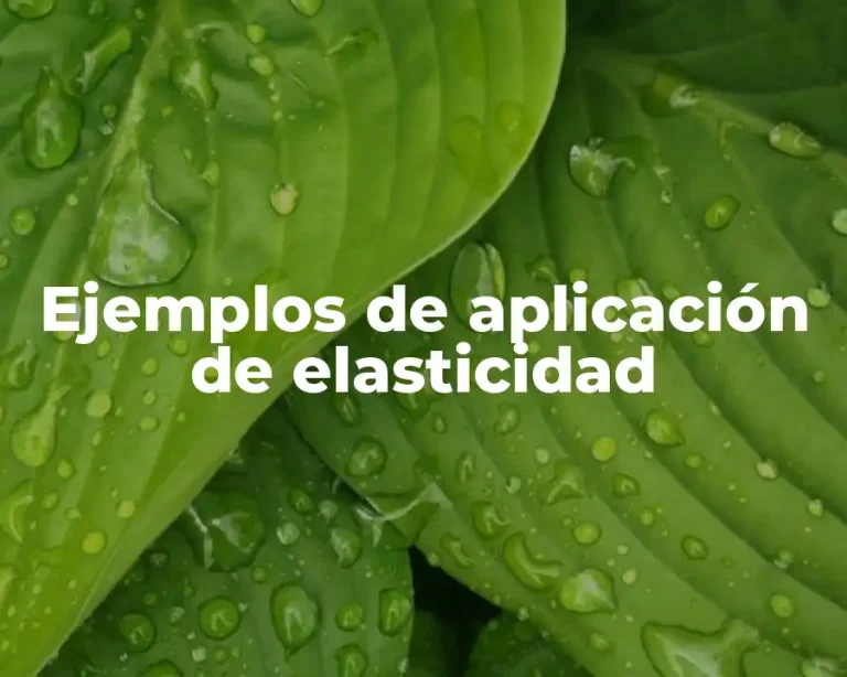 Ejemplos de aplicación de elasticidad