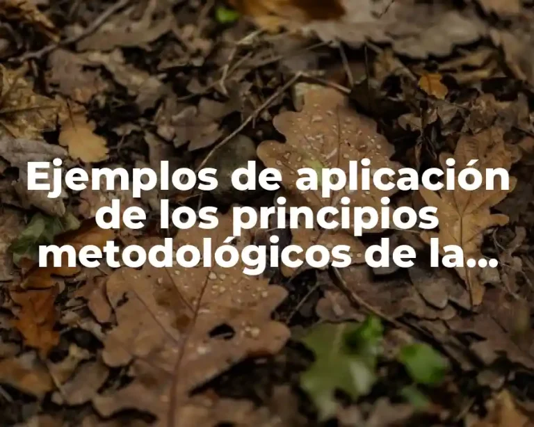 Ejemplos de aplicación de los principios metodológicos de la geografía