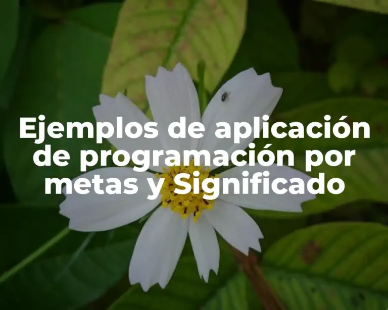 Ejemplos de aplicación de programación por metas y Significado