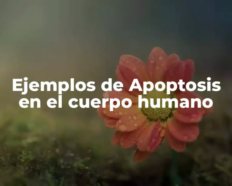 Ejemplos de Apoptosis en el cuerpo humano
