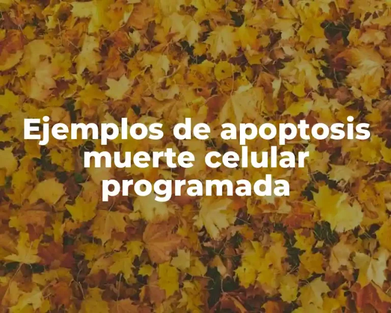 Ejemplos de apoptosis muerte celular programada