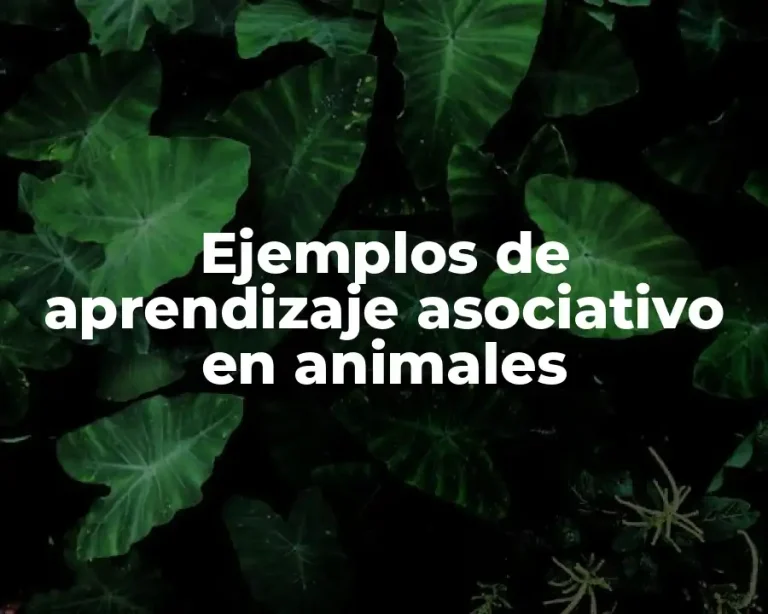 Ejemplos de aprendizaje asociativo en animales