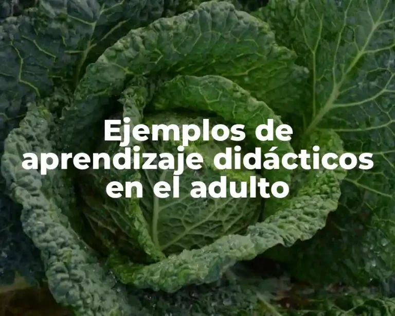Ejemplos de aprendizaje didácticos en el adulto