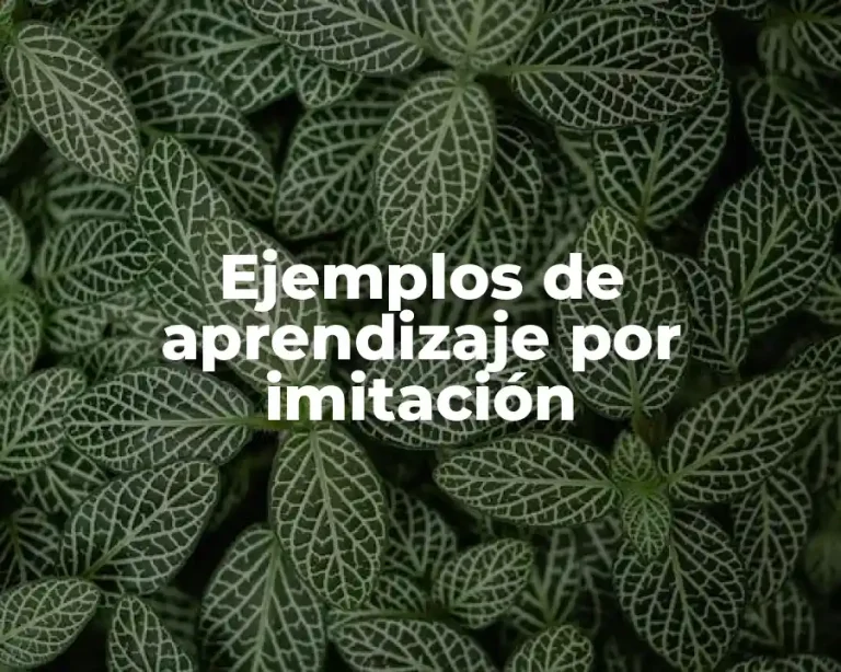 Ejemplos de aprendizaje por imitación