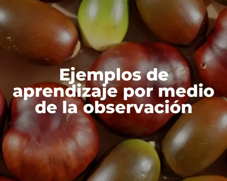 Ejemplos de aprendizaje por medio de la observación