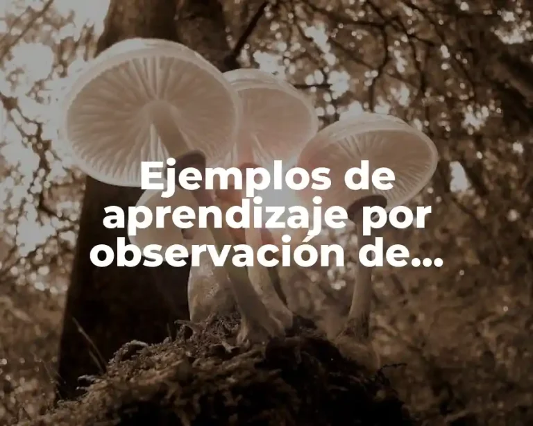 Ejemplos de aprendizaje por observación de Bandura y Significado