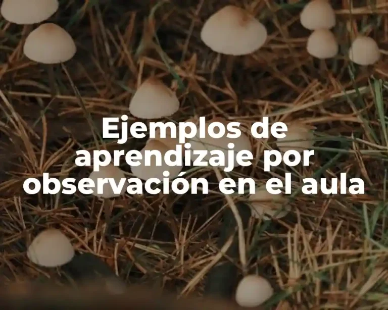 Ejemplos de aprendizaje por observación en el aula