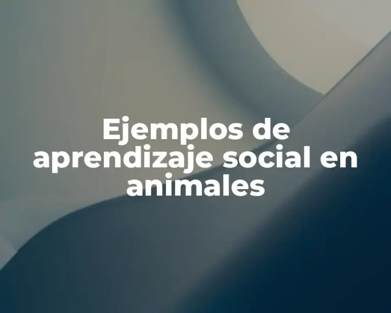 Ejemplos de aprendizaje social en animales