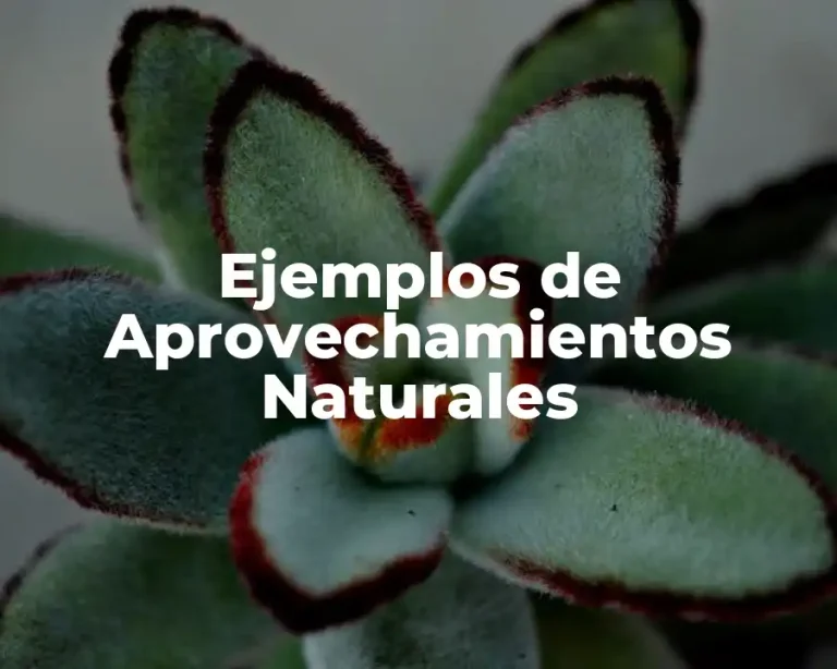 Ejemplos de Aprovechamientos Naturales