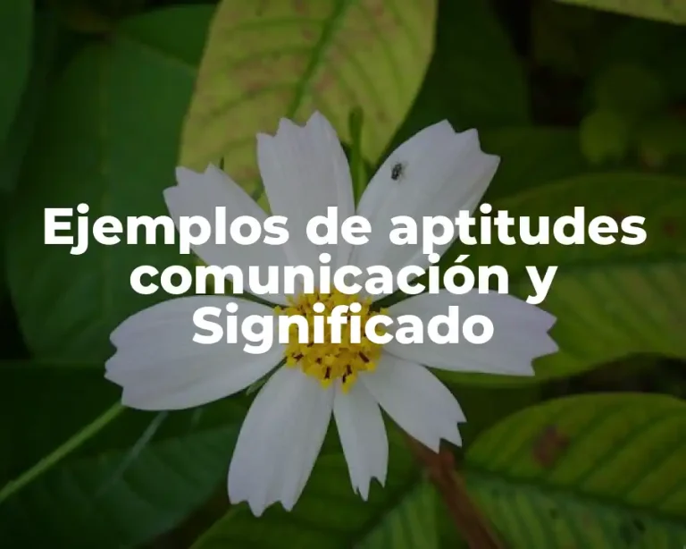 Ejemplos de aptitudes comunicación y Significado