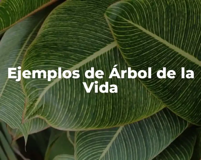 Ejemplos de Árbol de la Vida
