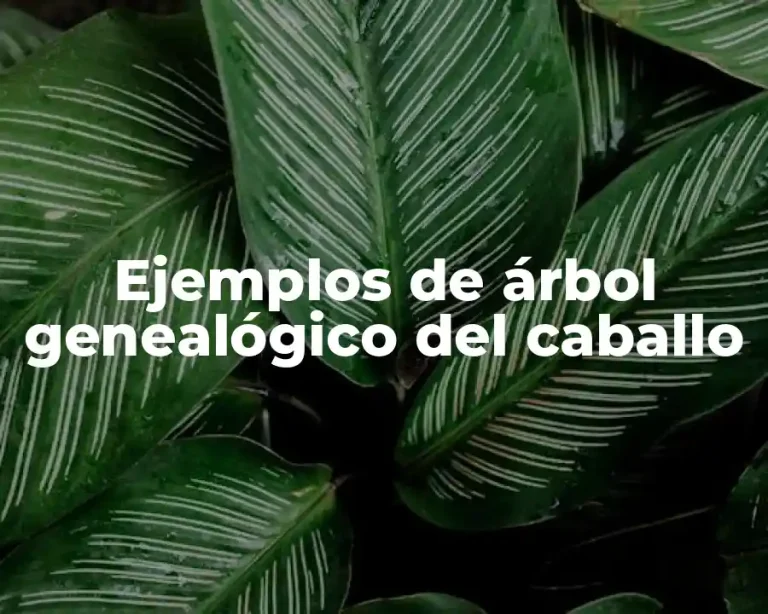Ejemplos de árbol genealógico del caballo