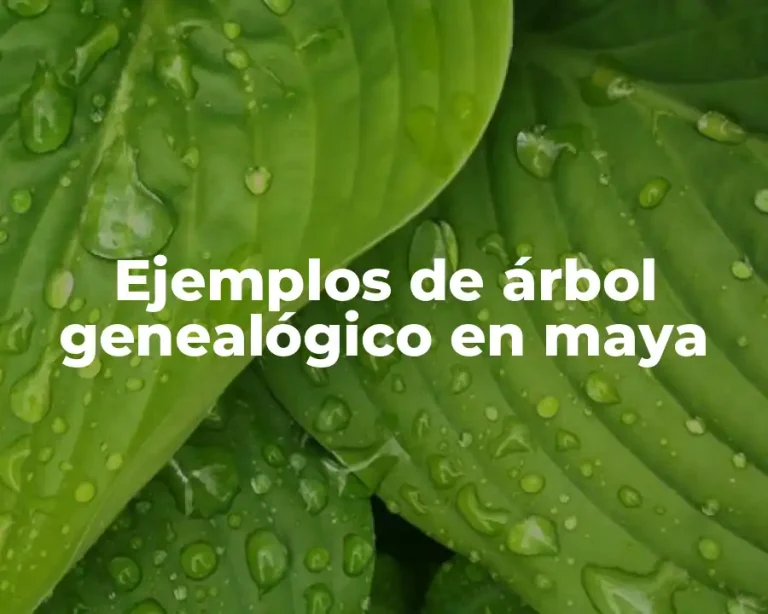 Ejemplos de árbol genealógico en maya
