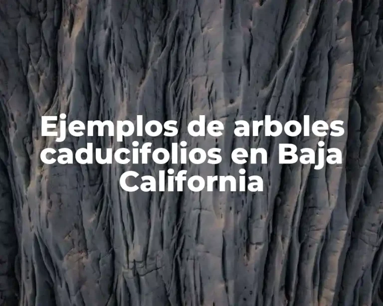 Ejemplos de arboles caducifolios en Baja California
