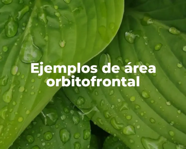 Ejemplos de área orbitofrontal