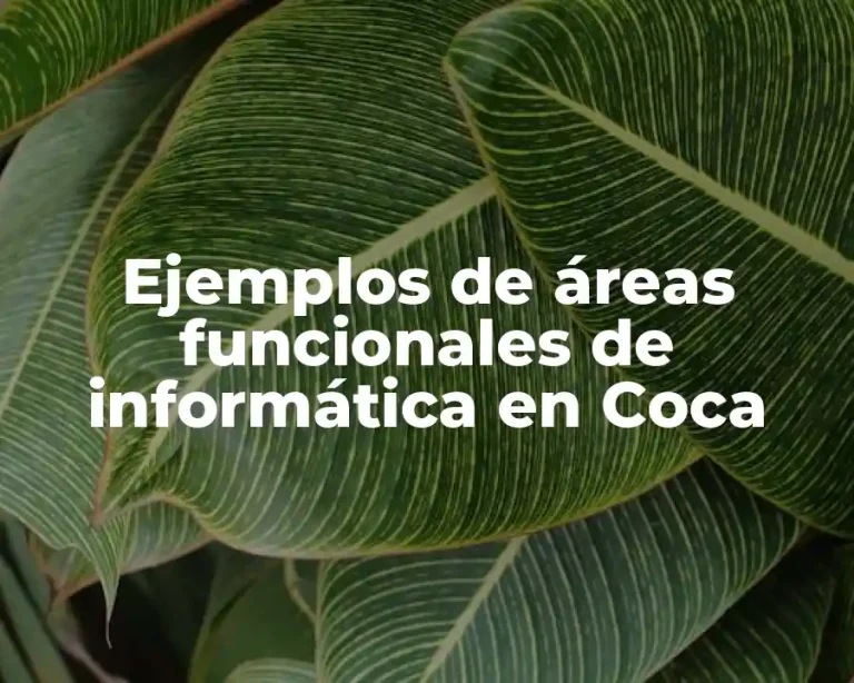 Ejemplos de áreas funcionales de informática en Coca