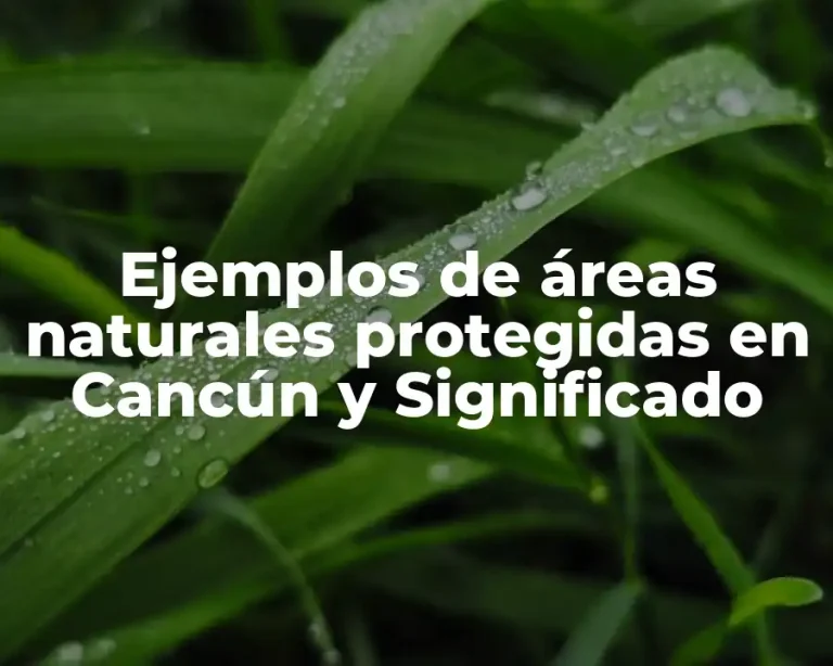 Ejemplos de áreas naturales protegidas en Cancún y Significado