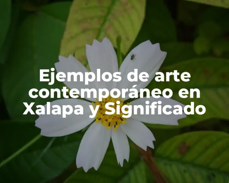 Ejemplos de arte contemporáneo en Xalapa y Significado