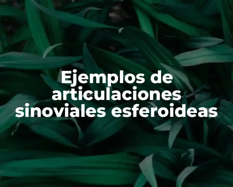 Ejemplos de articulaciones sinoviales esferoideas