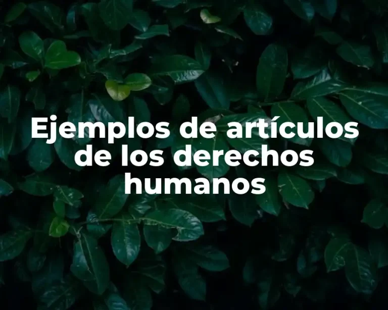 Ejemplos de artículos de los derechos humanos
