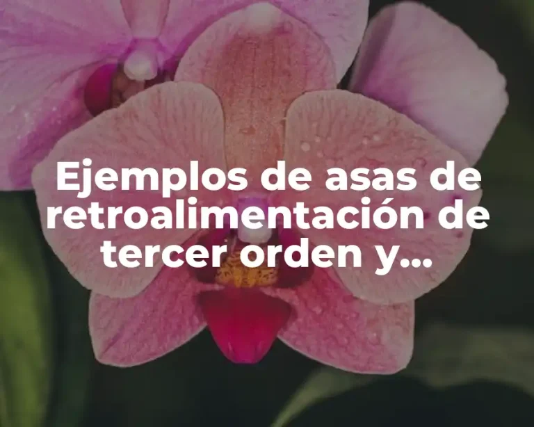 Ejemplos de asas de retroalimentación de tercer orden y Significado