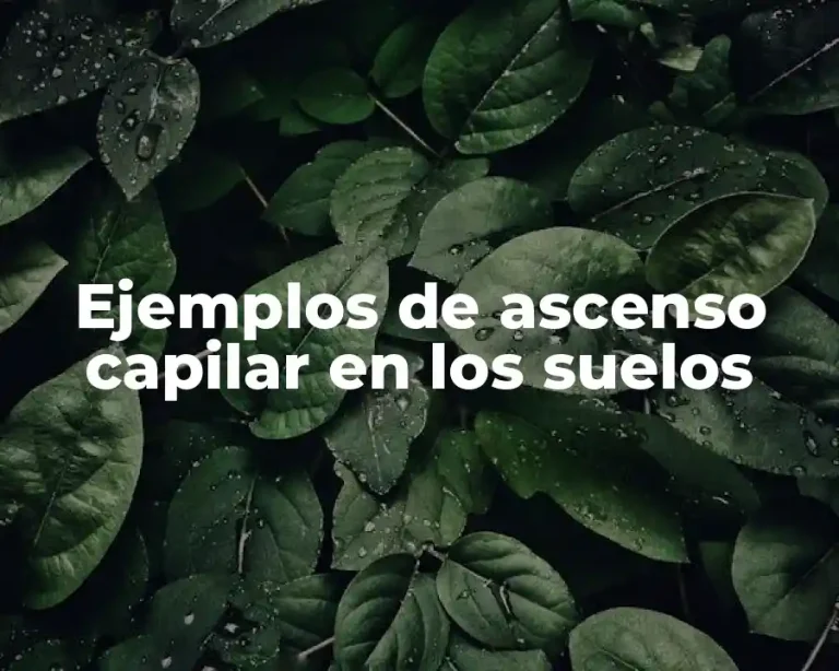 Ejemplos de ascenso capilar en los suelos