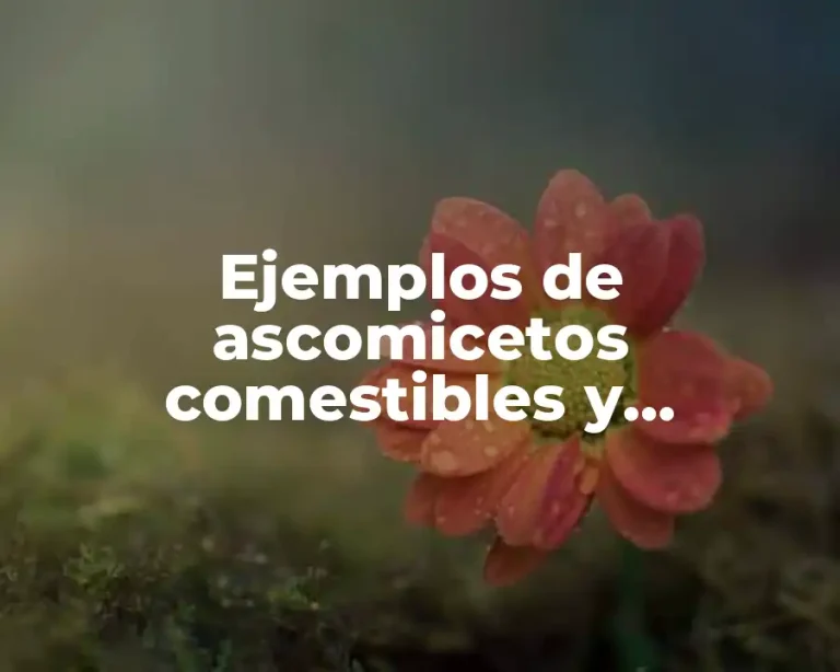 Ejemplos de ascomicetos comestibles y destructores de madera
