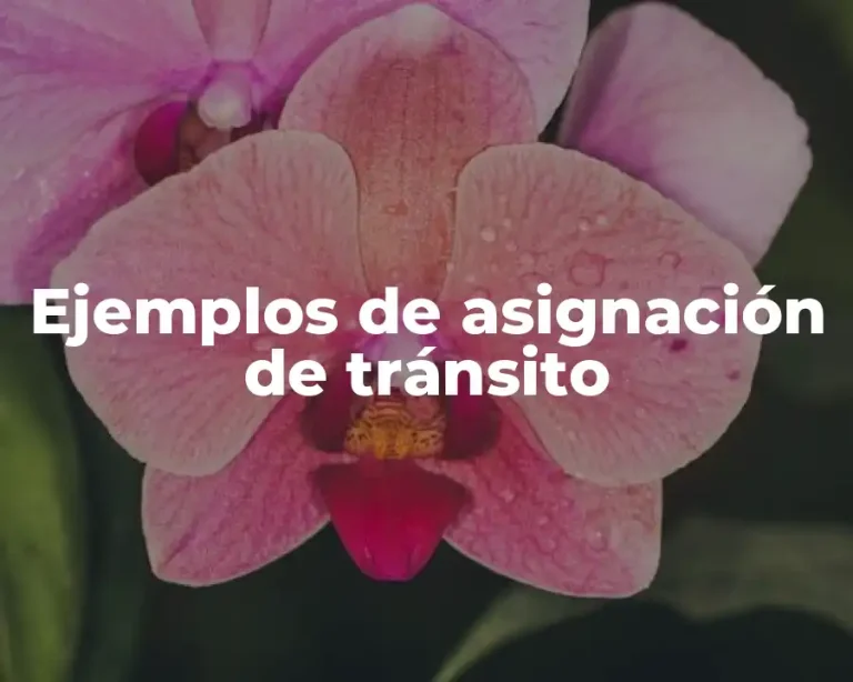 Ejemplos de asignación de tránsito
