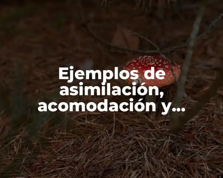 Ejemplos de asimilación, acomodación y desequilibrio según Piaget
